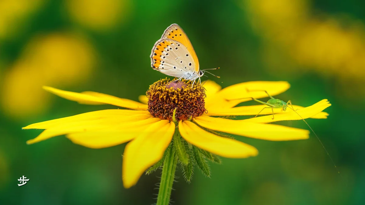 步